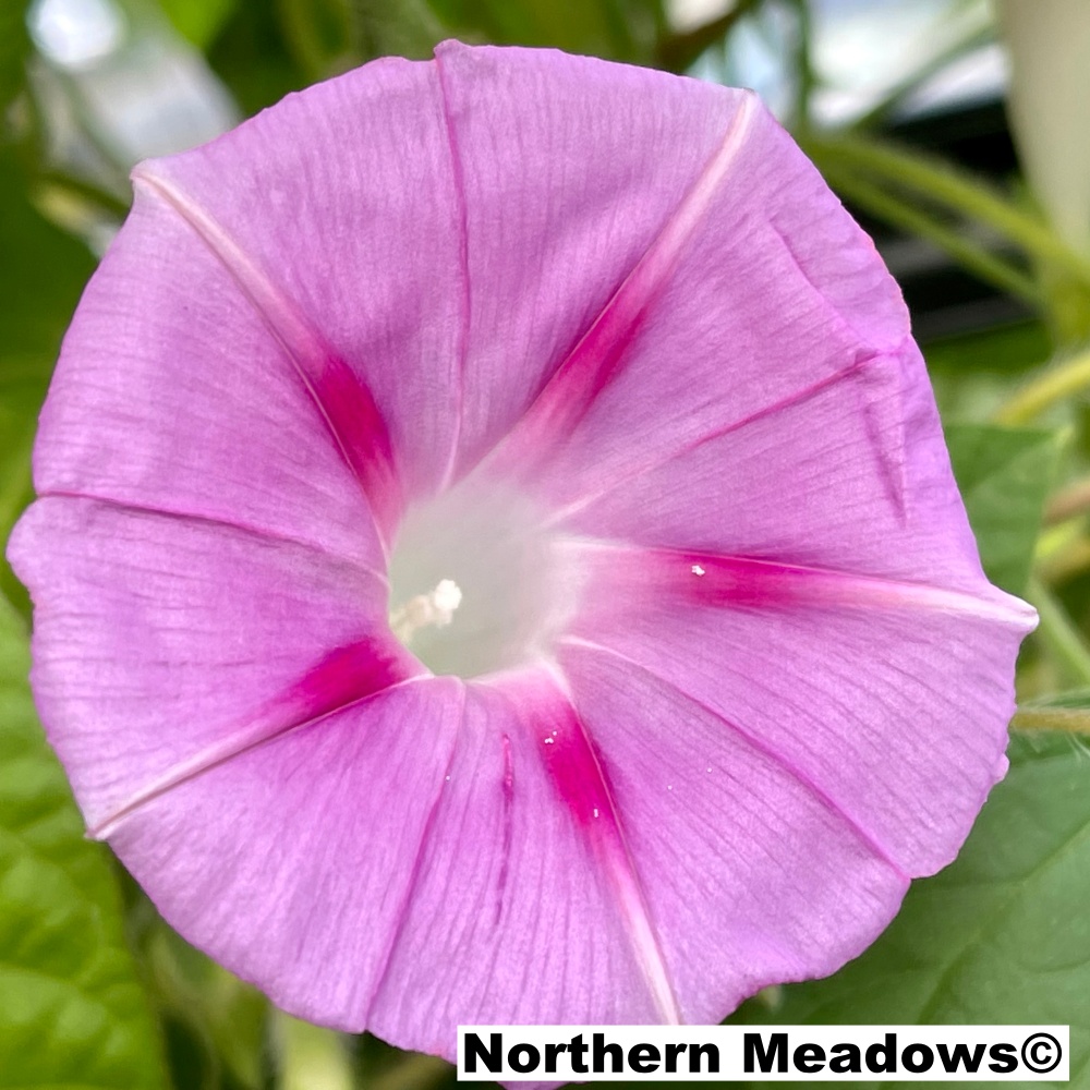 Morning Glory (Mix) - Northern Meadows