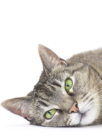 northmate catch interactive cat feeder