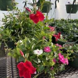 mediterranean stress HB mediterranean stress HB