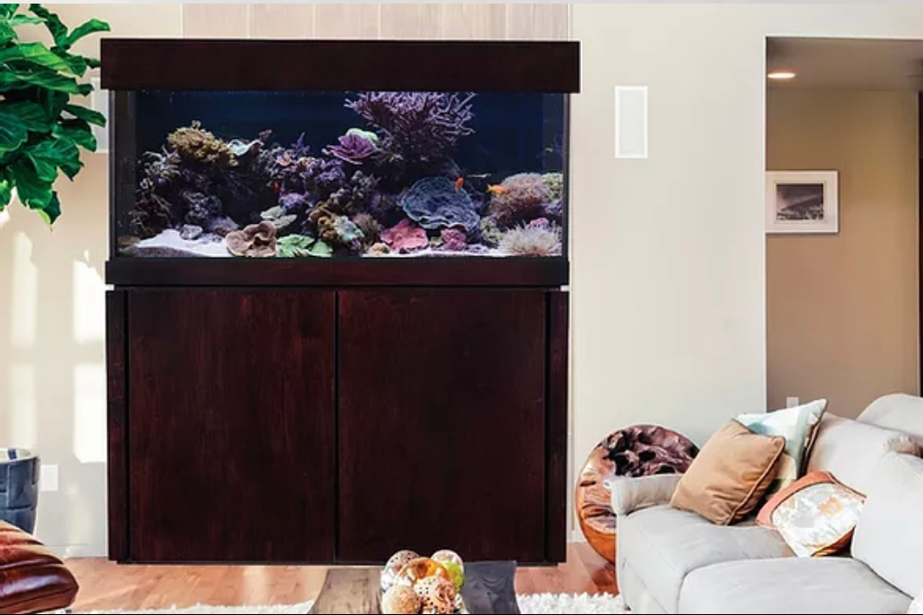 Aquarium maintenance service, custom aquarium design and install, and freshwater aquarium leasing. Dallas Aquarium Experts Aquarium Maintenance Service Aquarium Design And Installions And Freshwater Aquarium Leasing