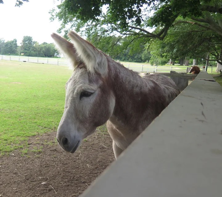 Roger the donkey