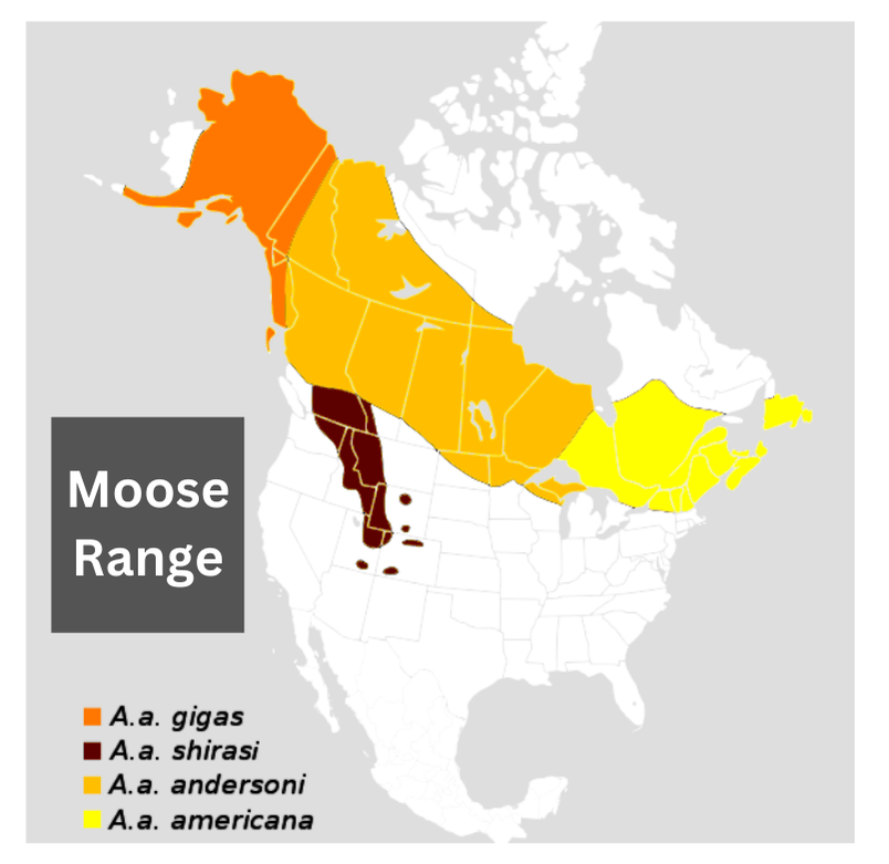 Minnesota Moose Population Map LBC Moose Range Map 