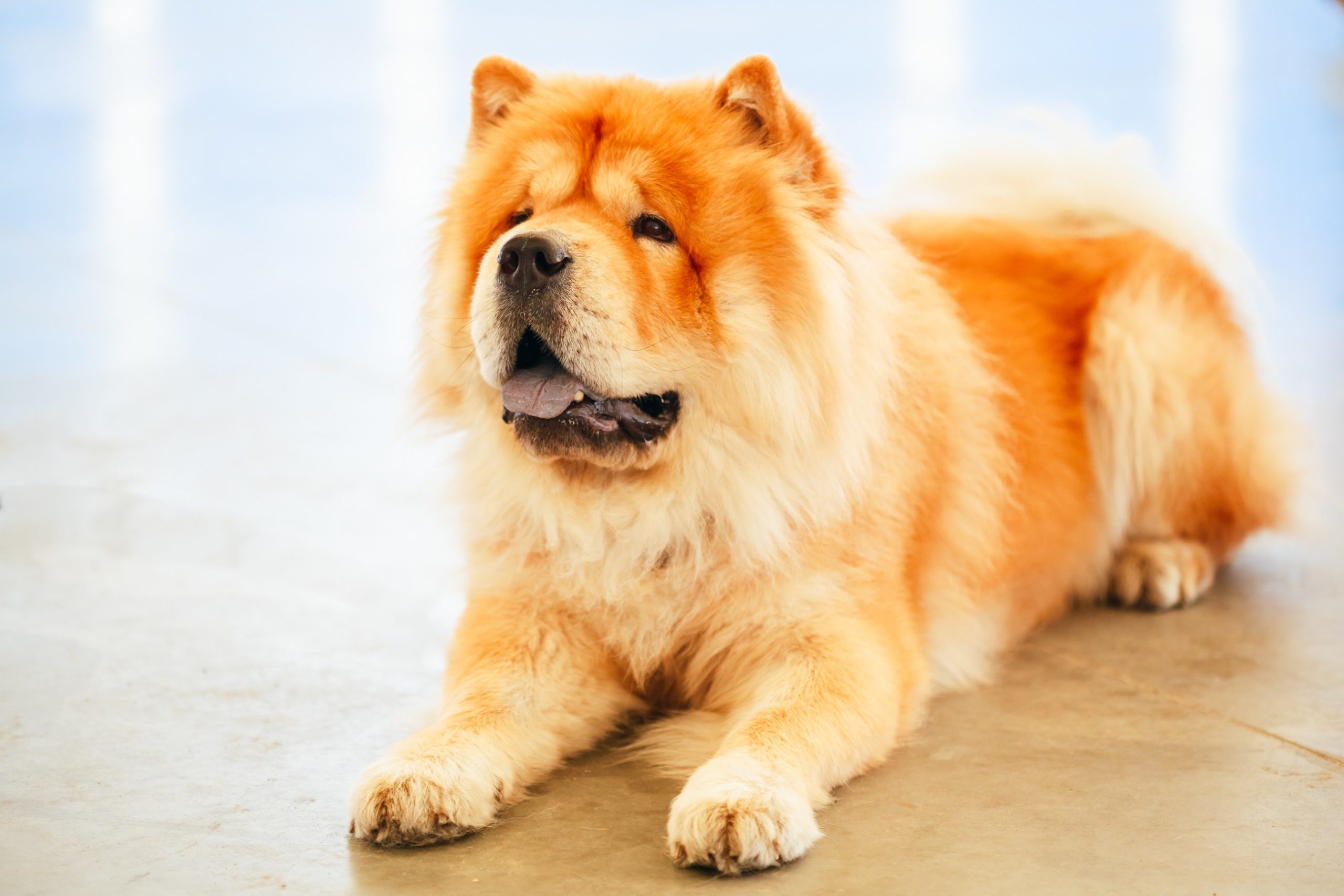 picture Chien Chow Chow Prix nosamisleschiens fr
