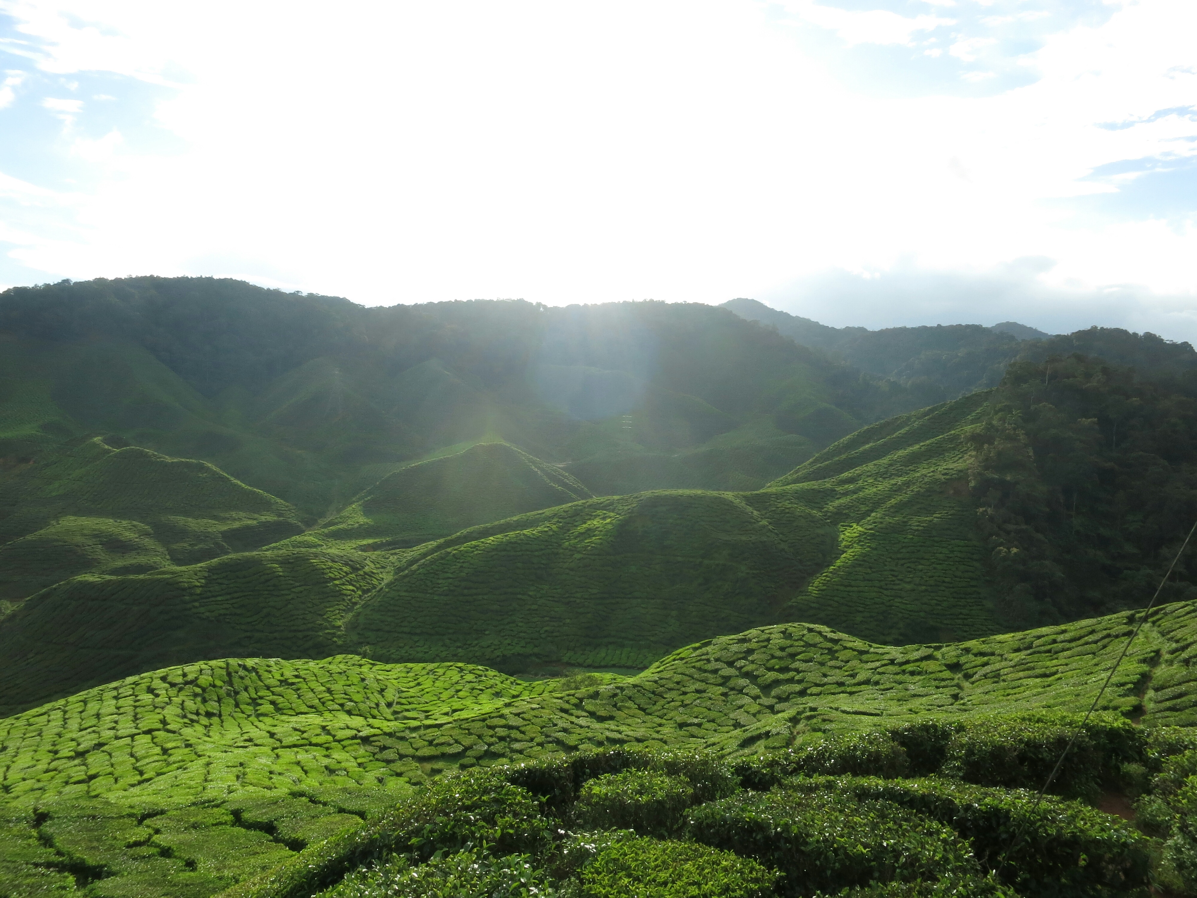 Cameron Valley Tea Plantation