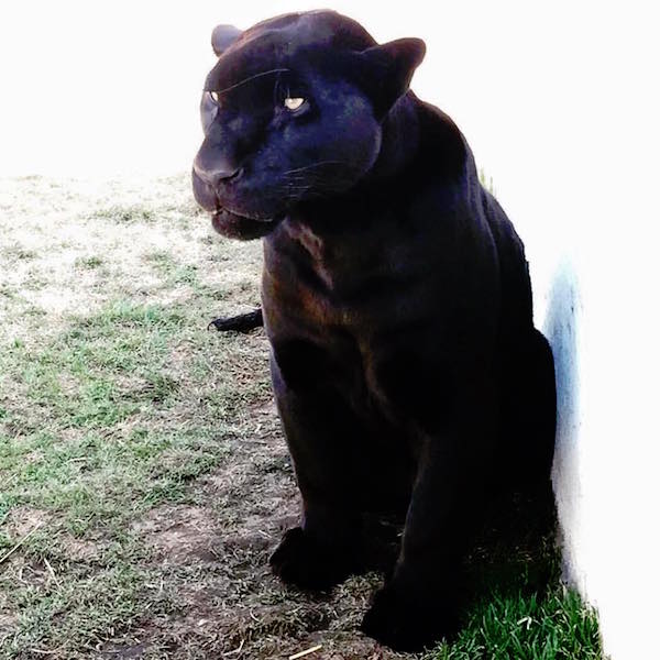 panther small