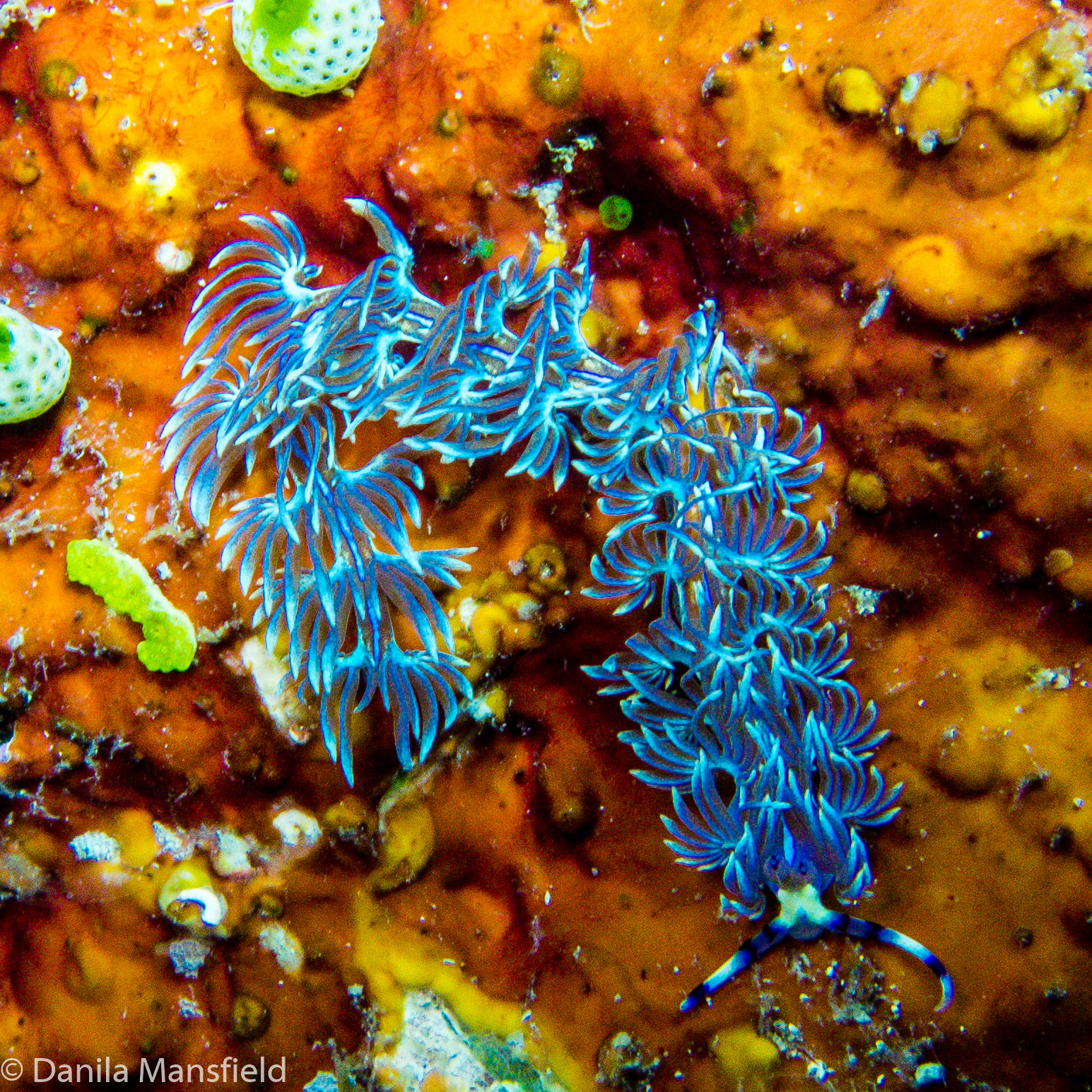 Blue dragon nudi, Komodo NP