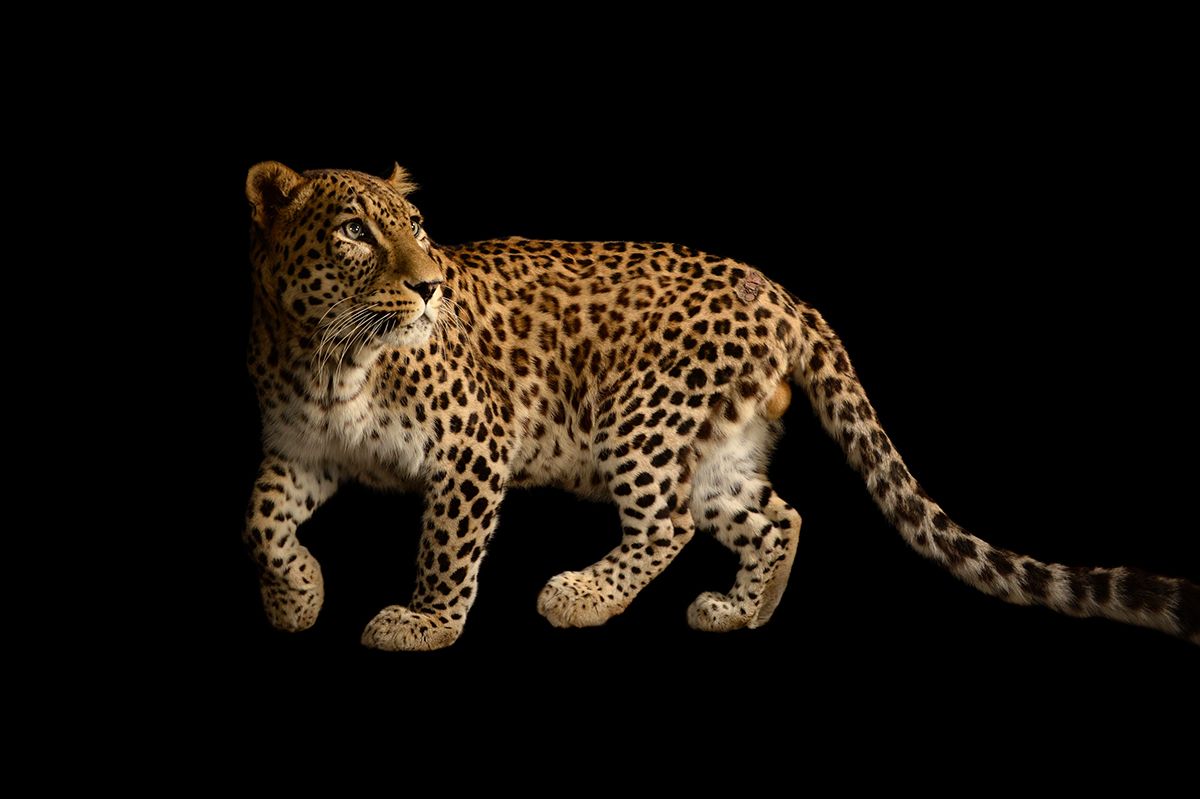 cheetah