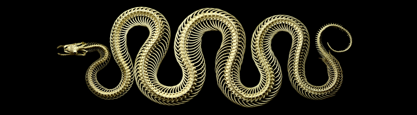 Mark Laita, Snakes, and the Absence of Fear | Notes From A Rep's