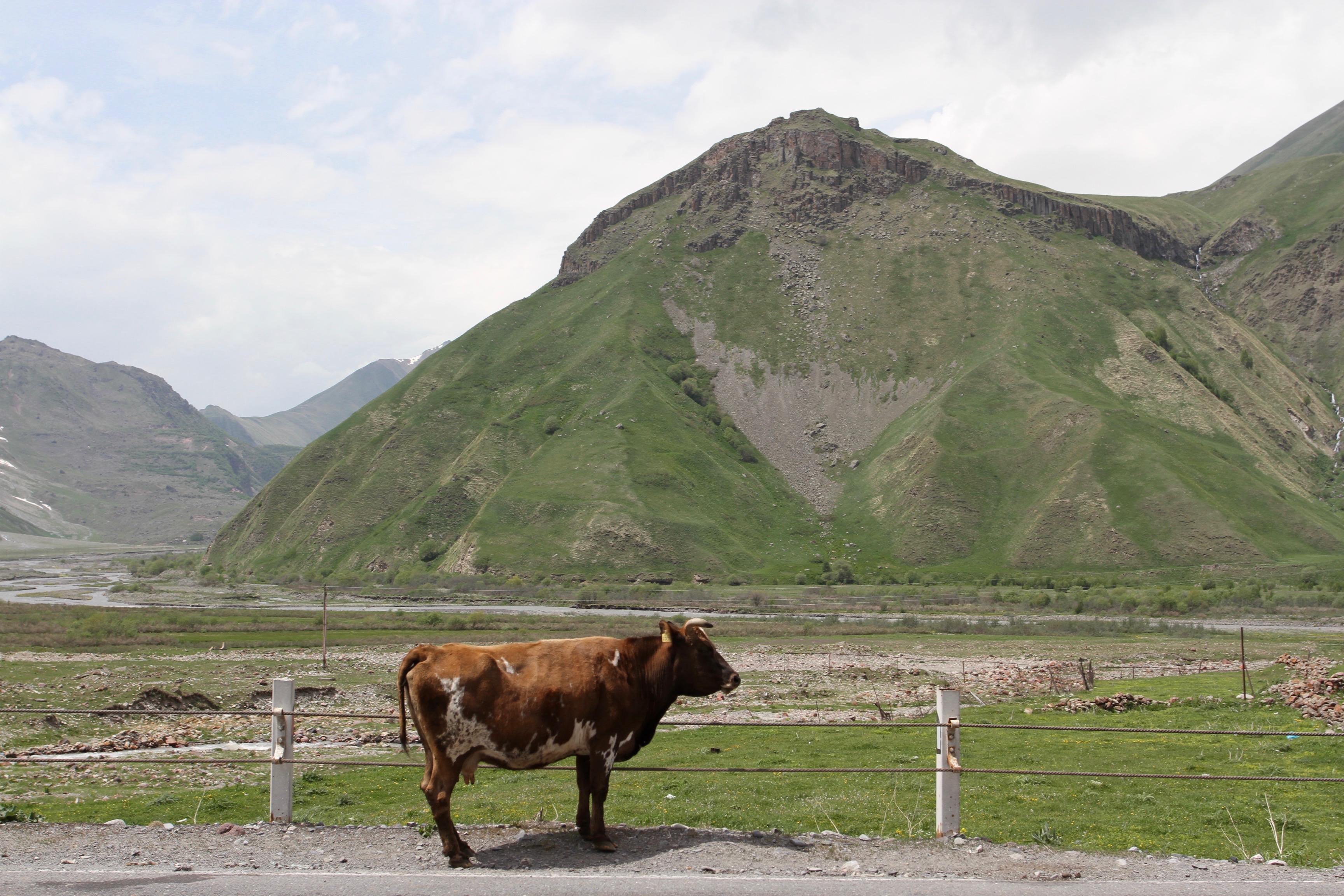 Cow, Georgian Military Highway, Kazbegi, Georgia