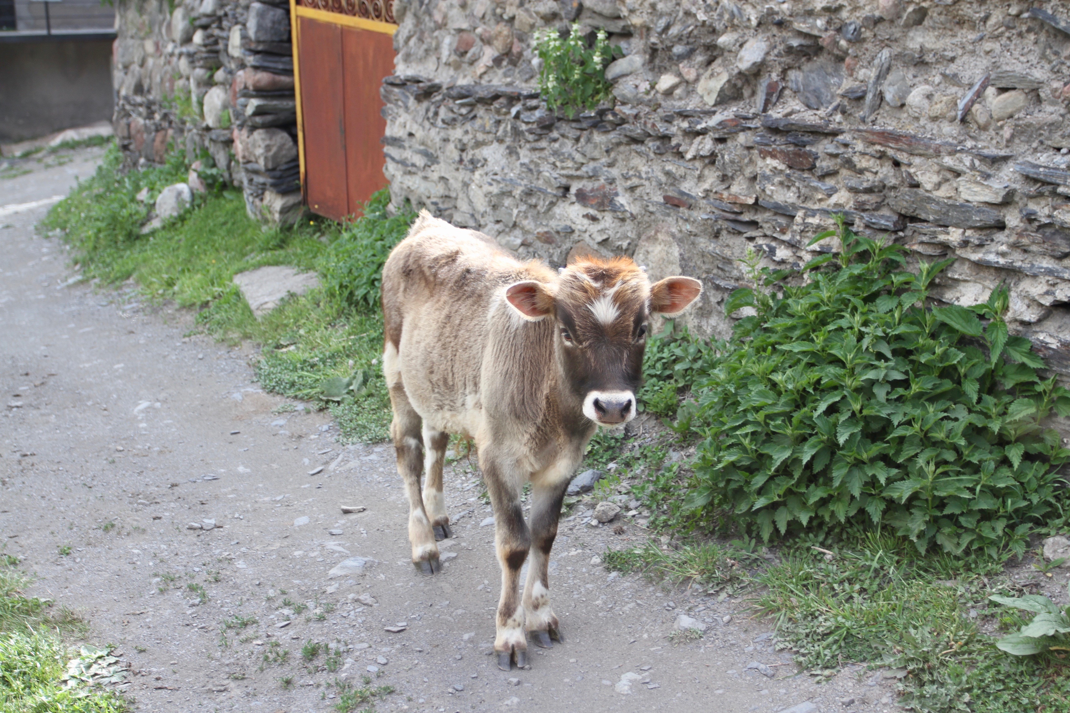 Stepantsminda, Kazbegi region, Caucasus mountains, Georgia