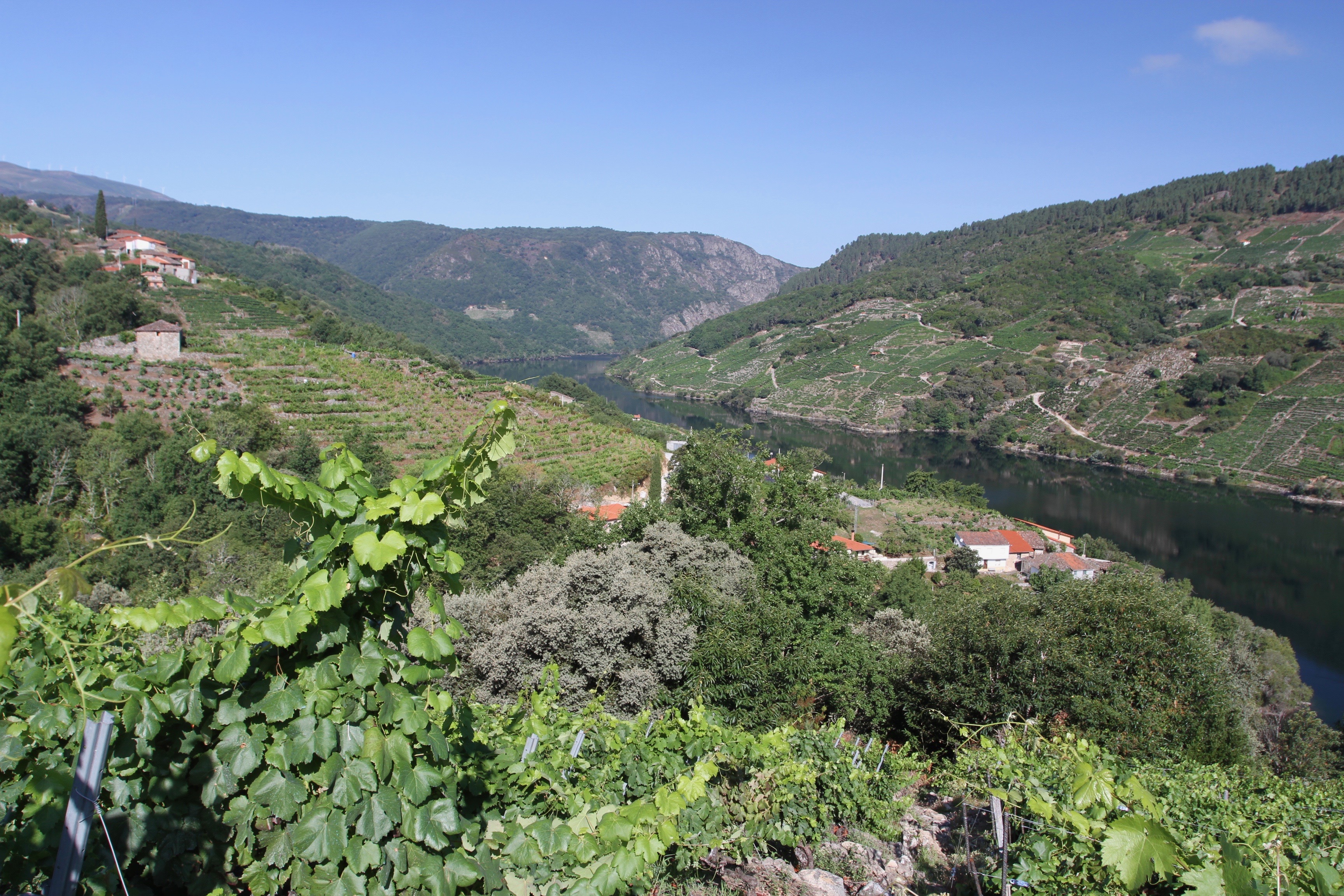 Vineyards and the River Sil, Ribeira Sacra, Galicia, Spain