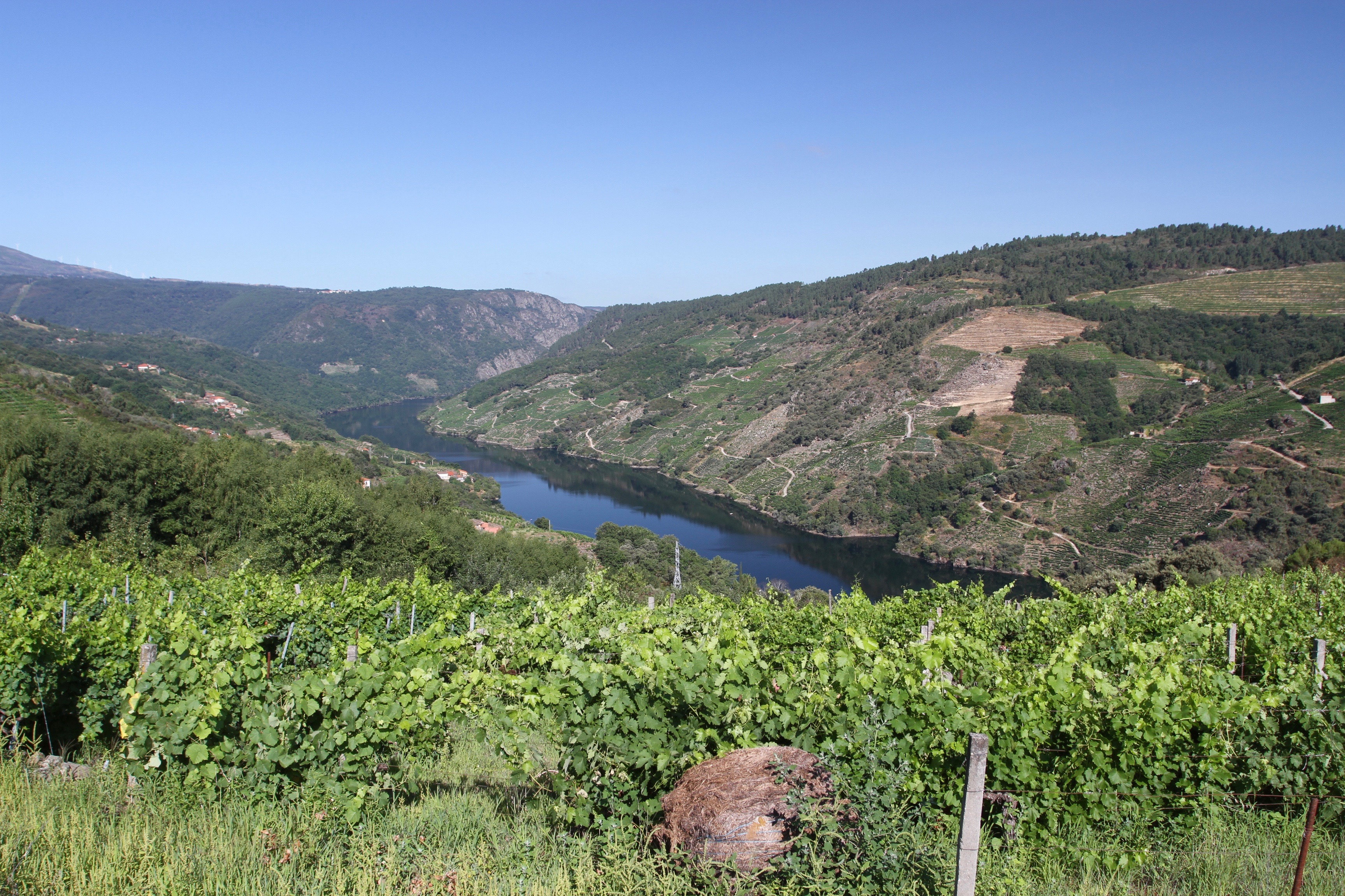Vineyards and the River Sil, Ribeira Sacra, Galicia, Spain