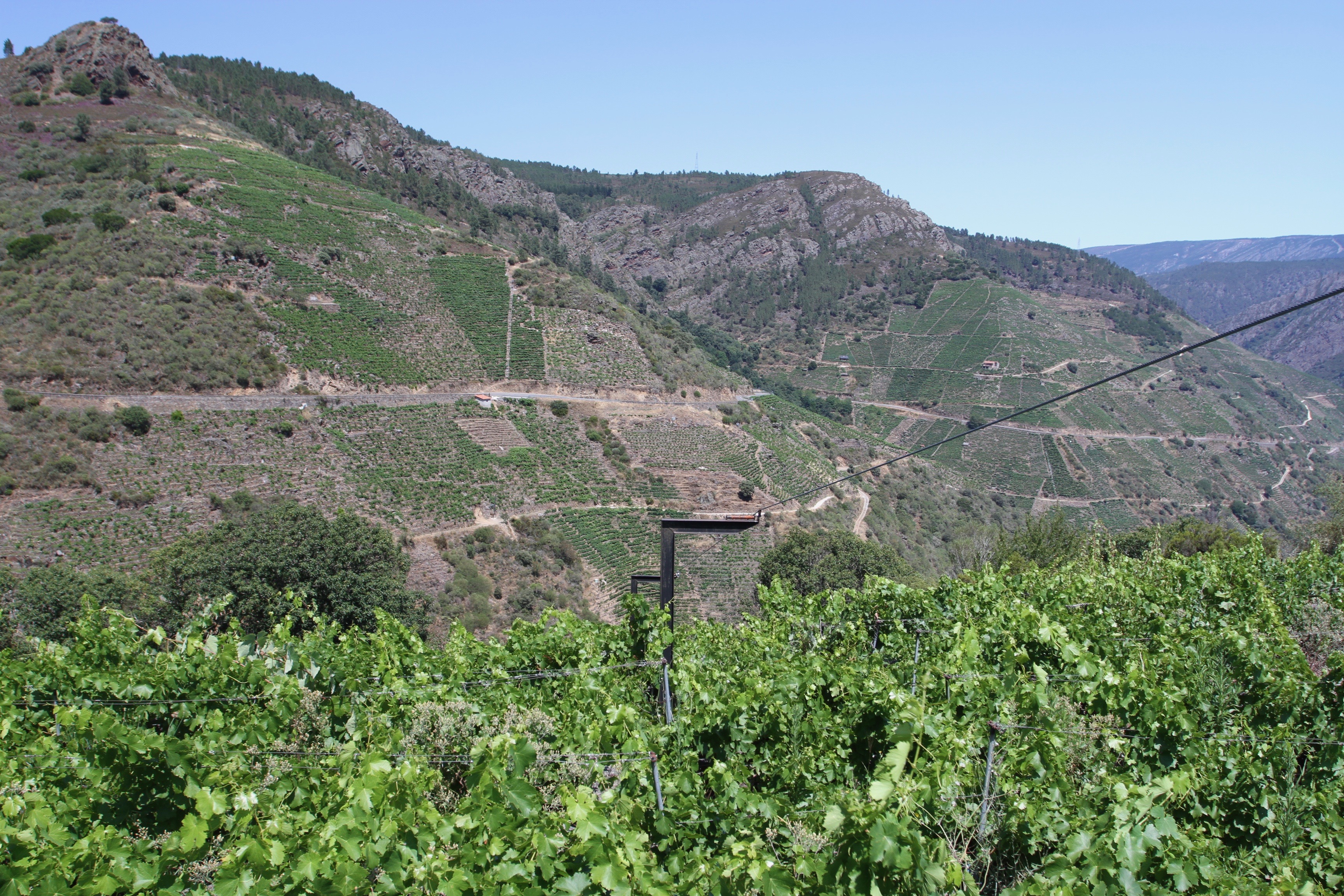 Vineyards, Ribeira Sacra, Galicia, Spain