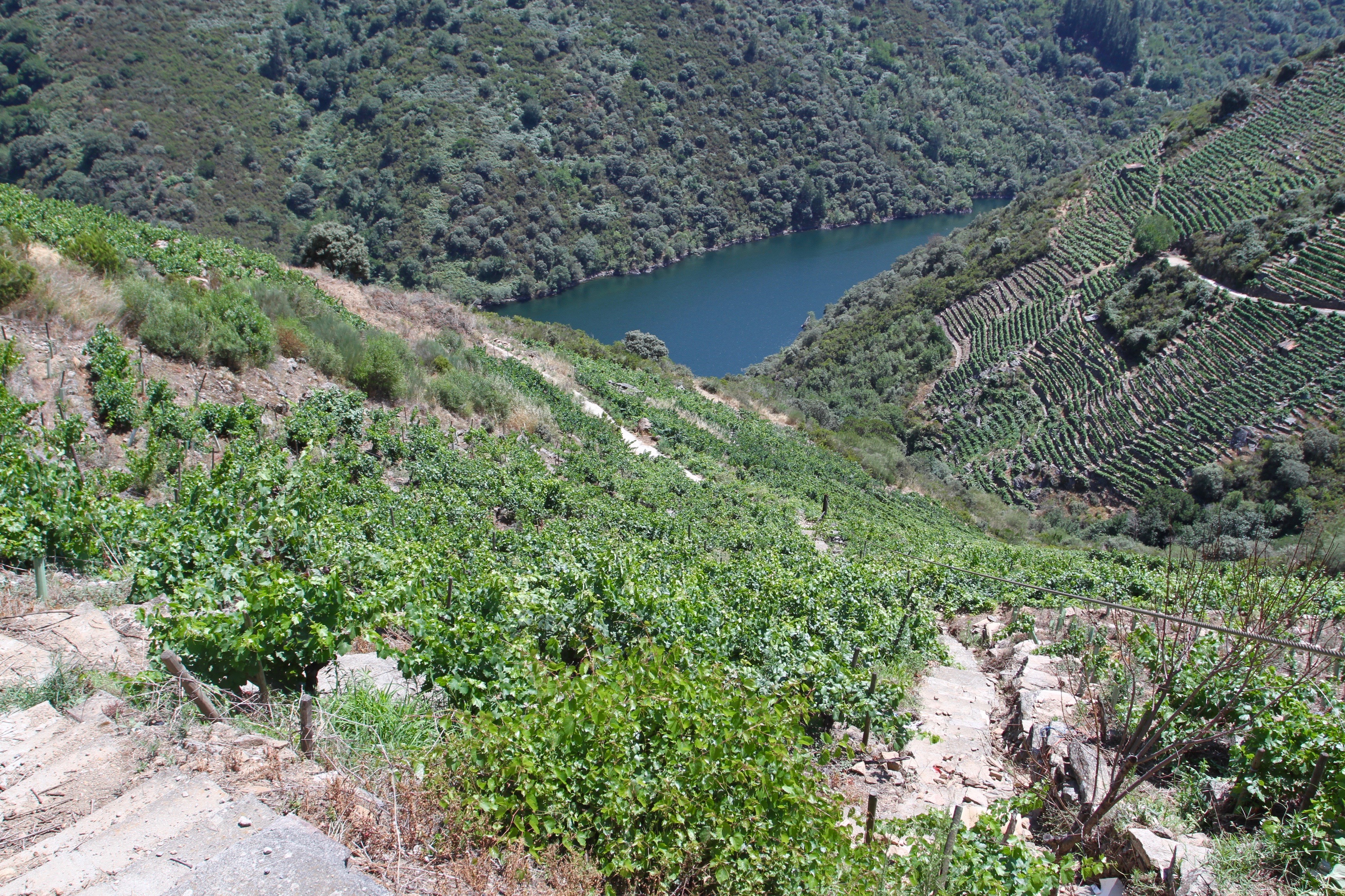 Vineyards, Ribeira Sacra, Galicia, Spain