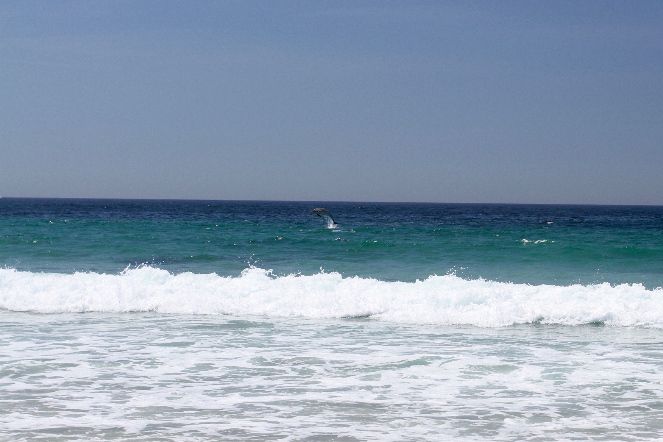 Dolphins, Playa de Lariño, Costa da Morte, Galicia, Spain