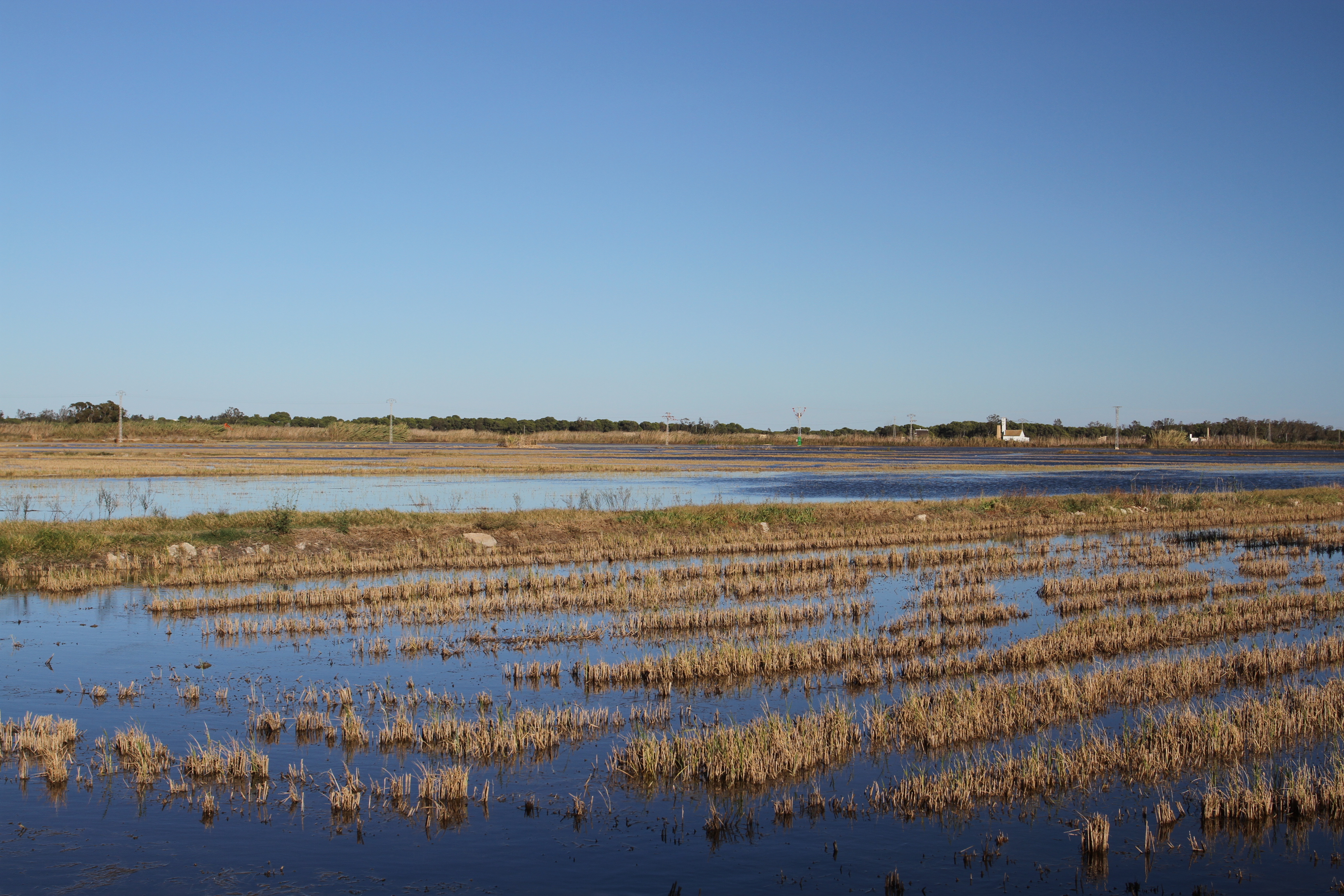 Rice fields, Albufera National Park, El Palmar, Valencia, Spain
