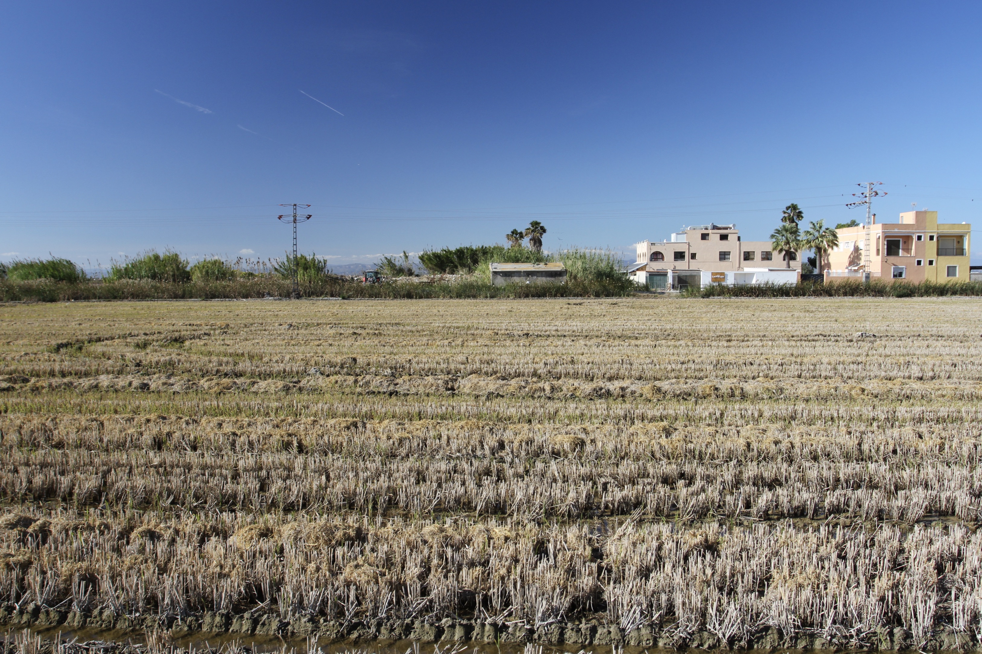 Rice fields, Albufera National Park, El Palmar, Valencia, Spain