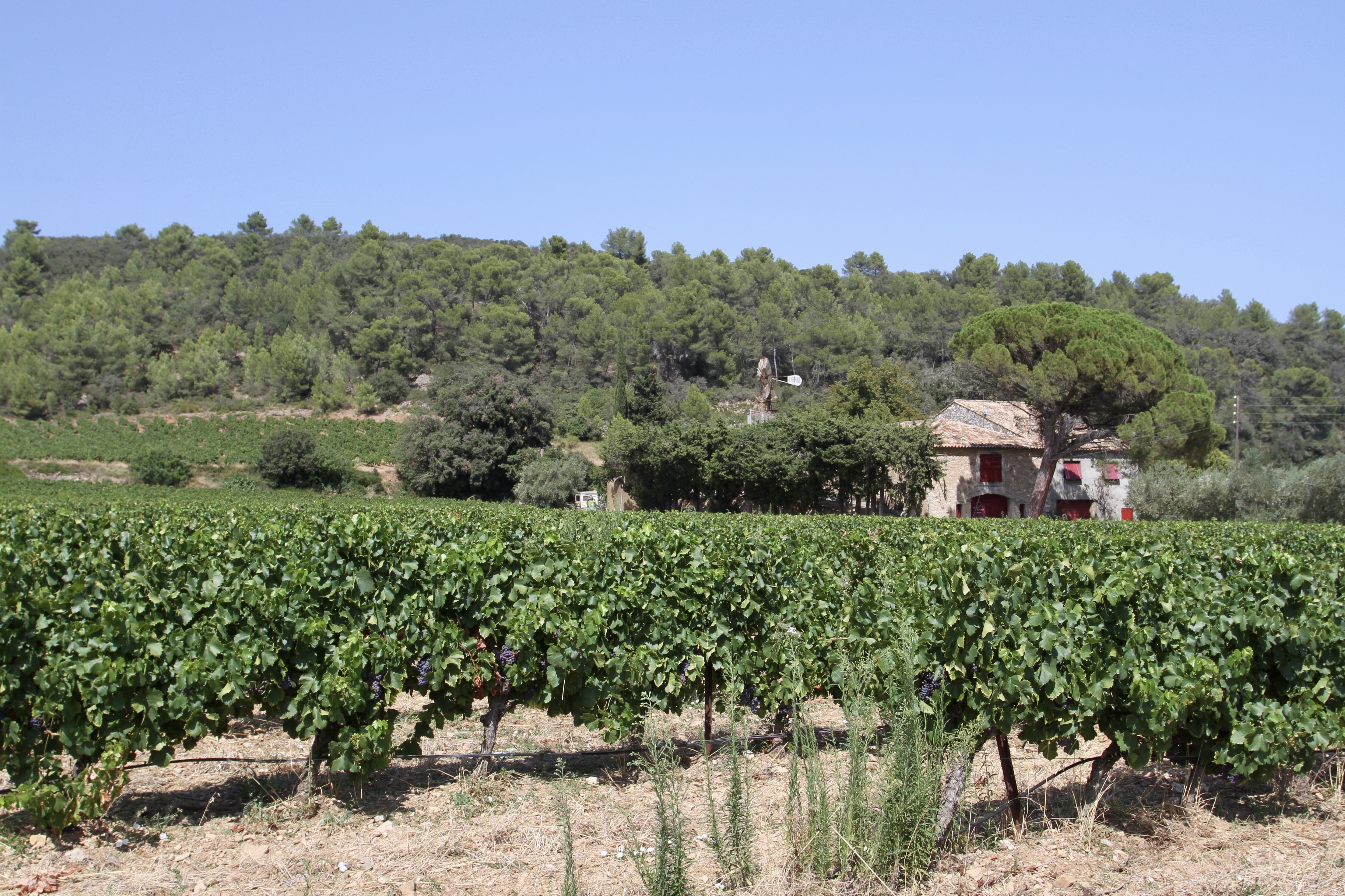 Vinyards, Languedoc, France