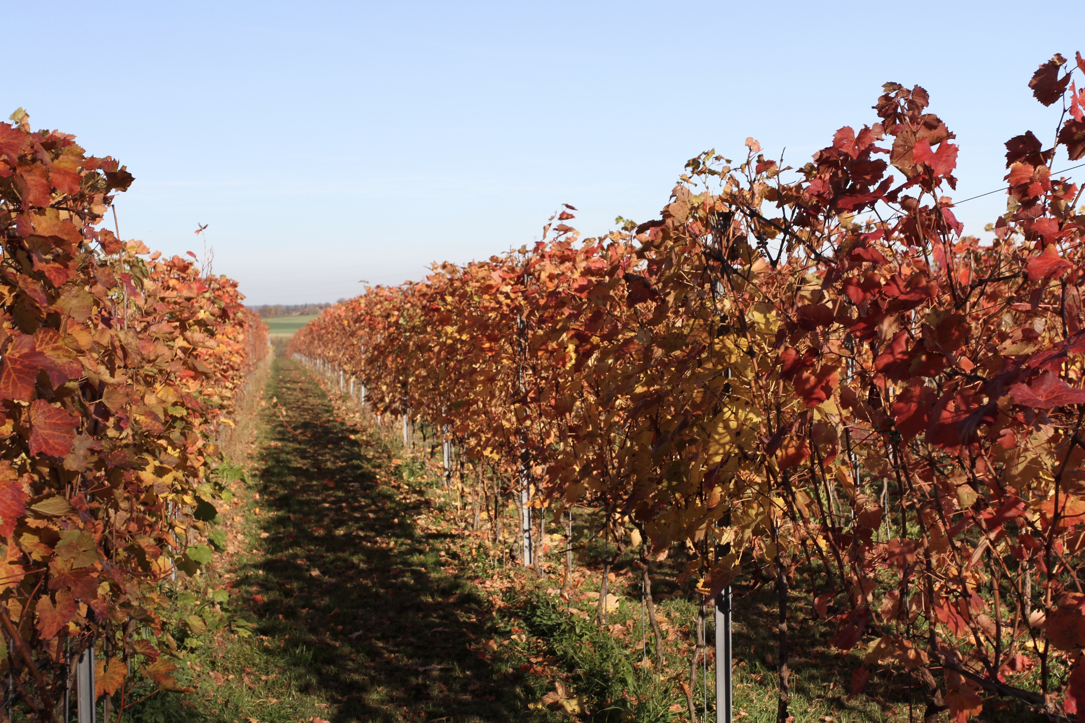 Vineyards, Alden Biesen, Bilzen, Flanders, Belgium