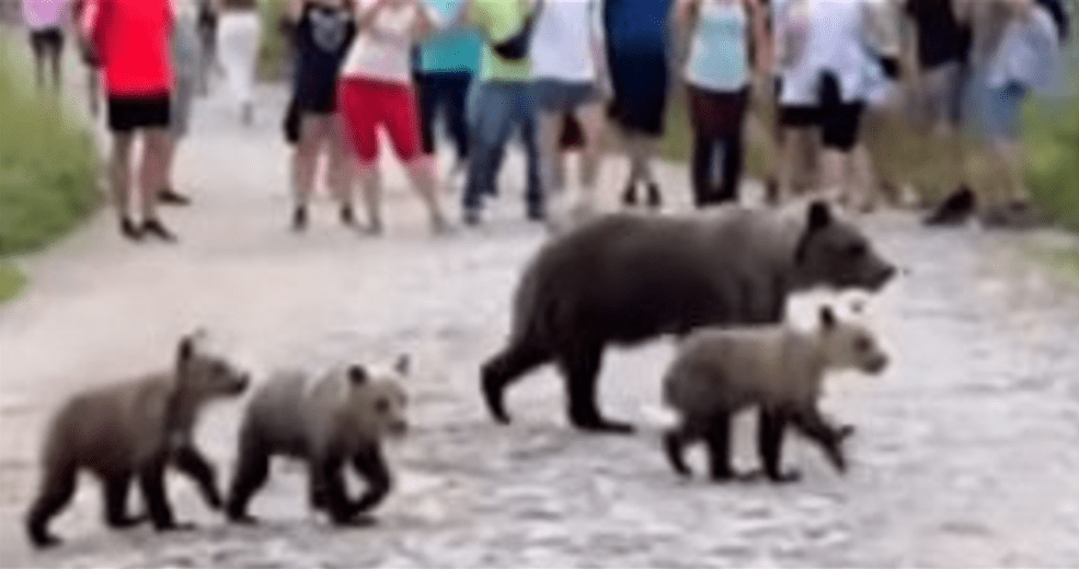 Mother Bear and Cubs on Hiking Trail: Survival Strategy or Danger? (2026)