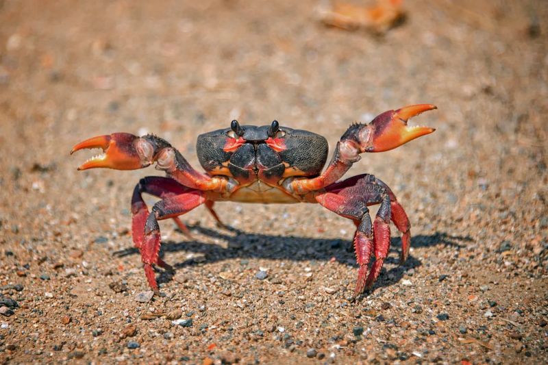 Crab Notesheep - Best Light Wallpapers in High Resolution