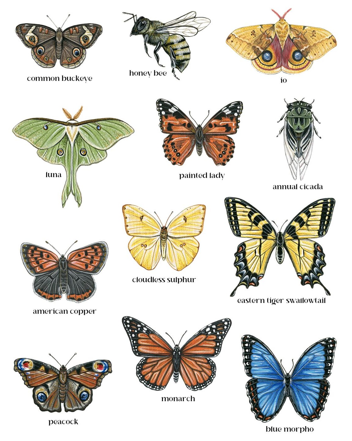 Downloadable Insect Art