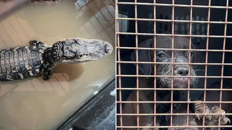 Rescatan Animales de un Garage en Cypress