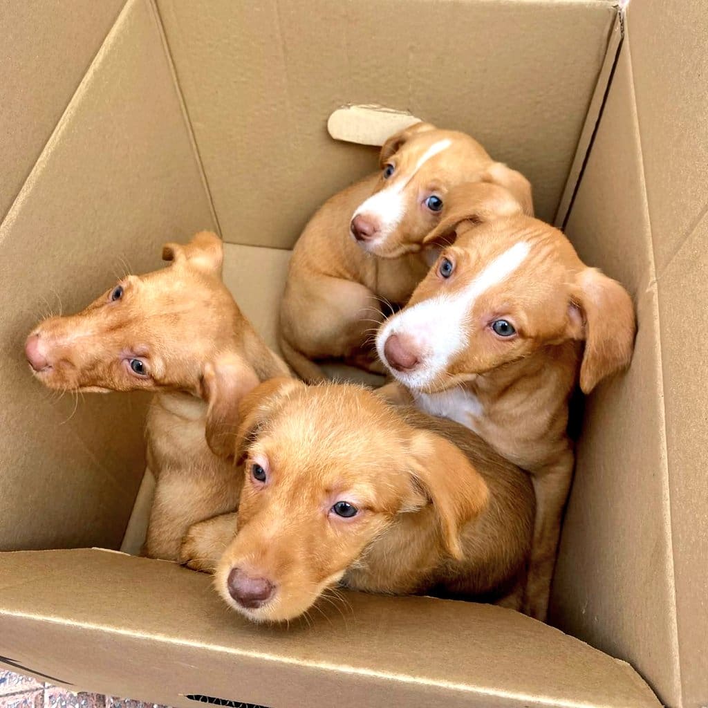 Rescate cachorros Alcalá de Henares