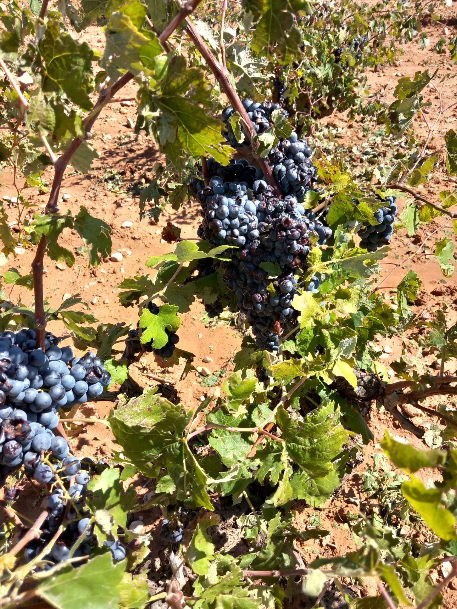 Uva dañada