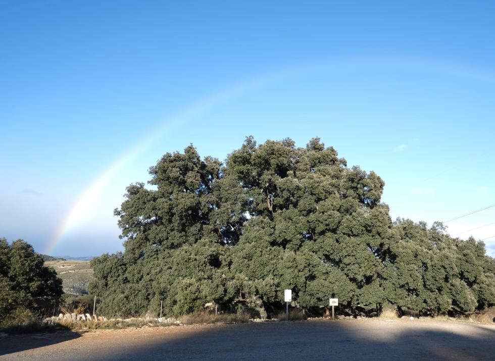 arbres monumentals