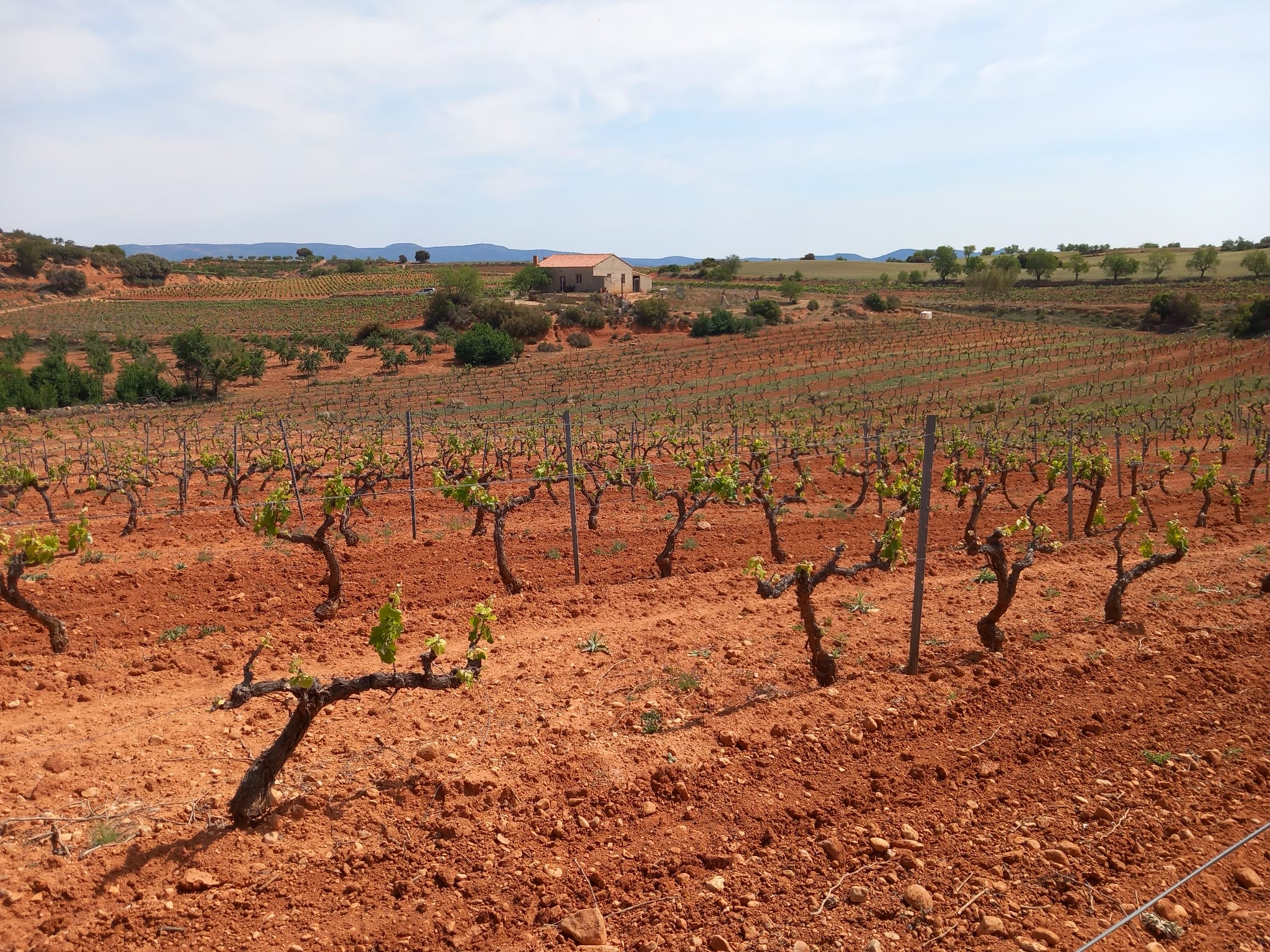 Viñas comarca