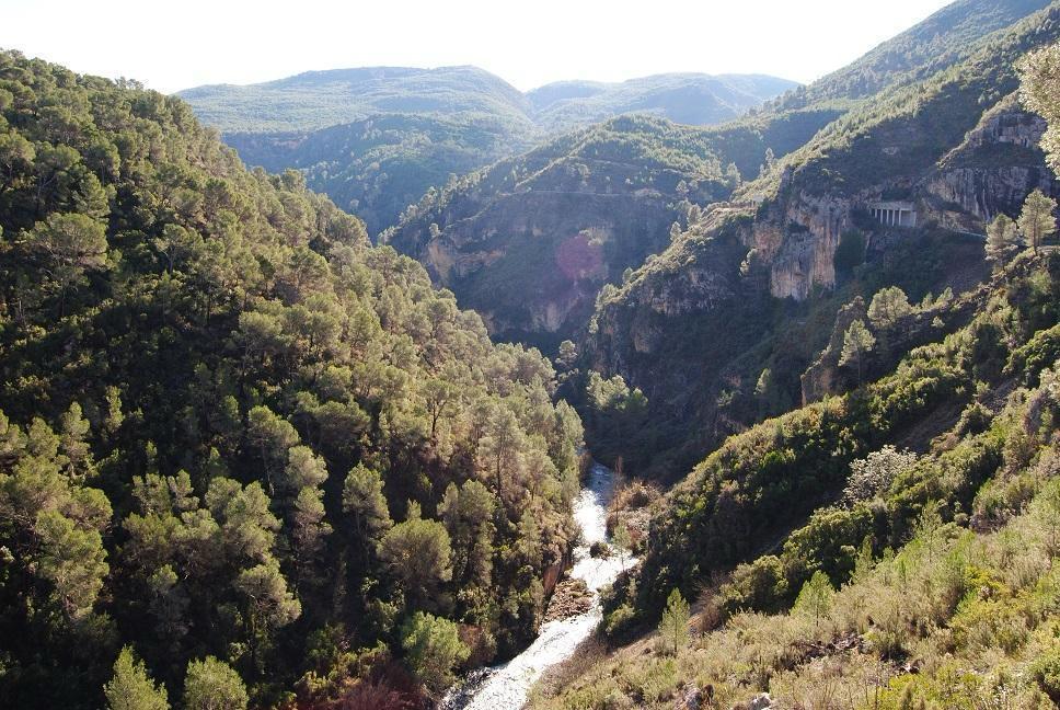 boscos mediterranis