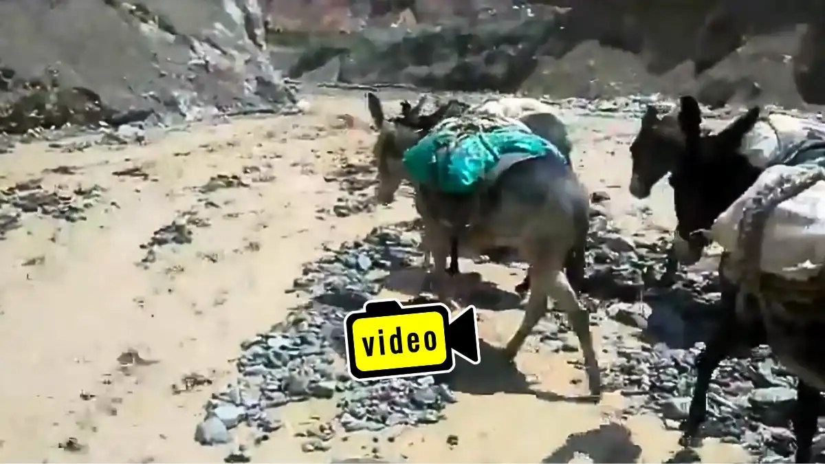 Cruzando el río, animales cargados.