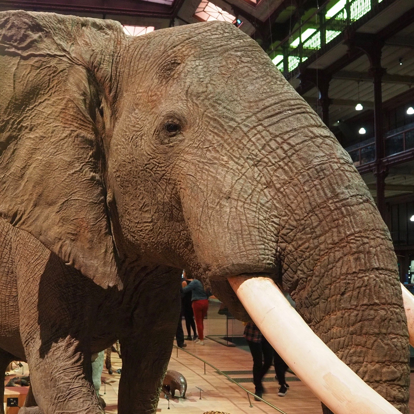 Grande Galerie de l'Evolution