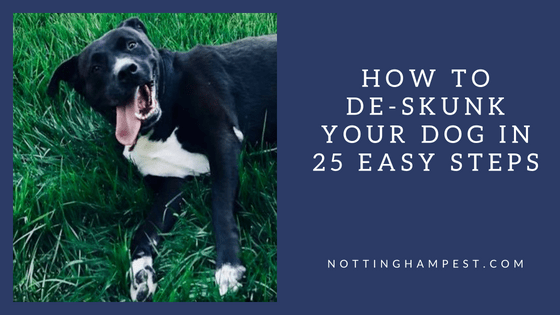 face safe skunk shampoo