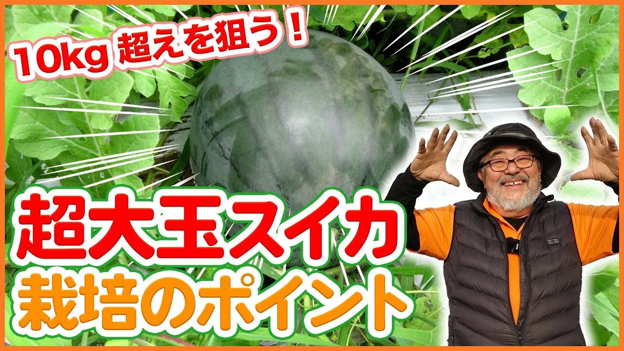 超巨大スイカ 10kg越えスイカの育て方 ファームラン