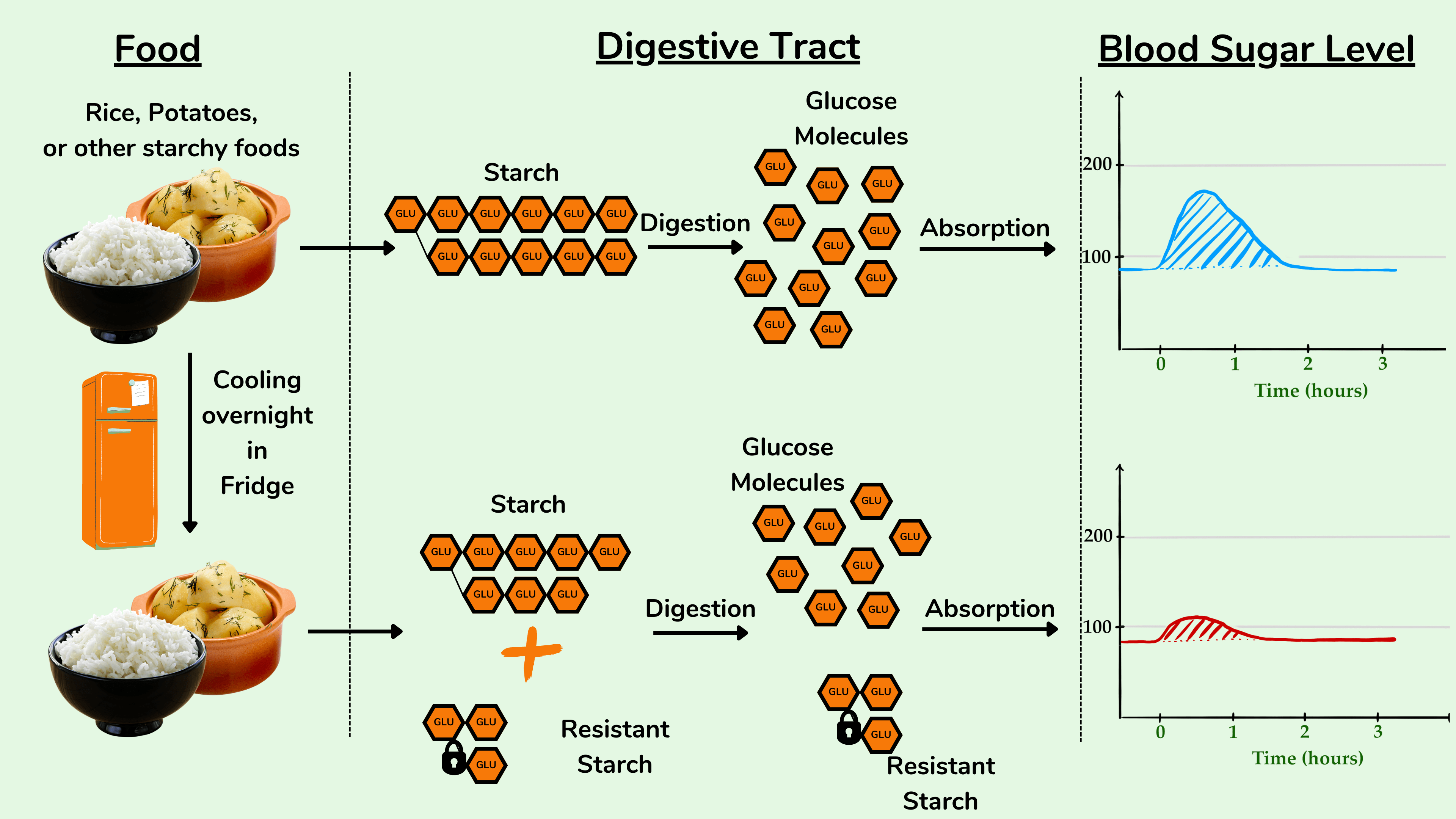 Impact of the retrogradation of starch on the blood sugar response