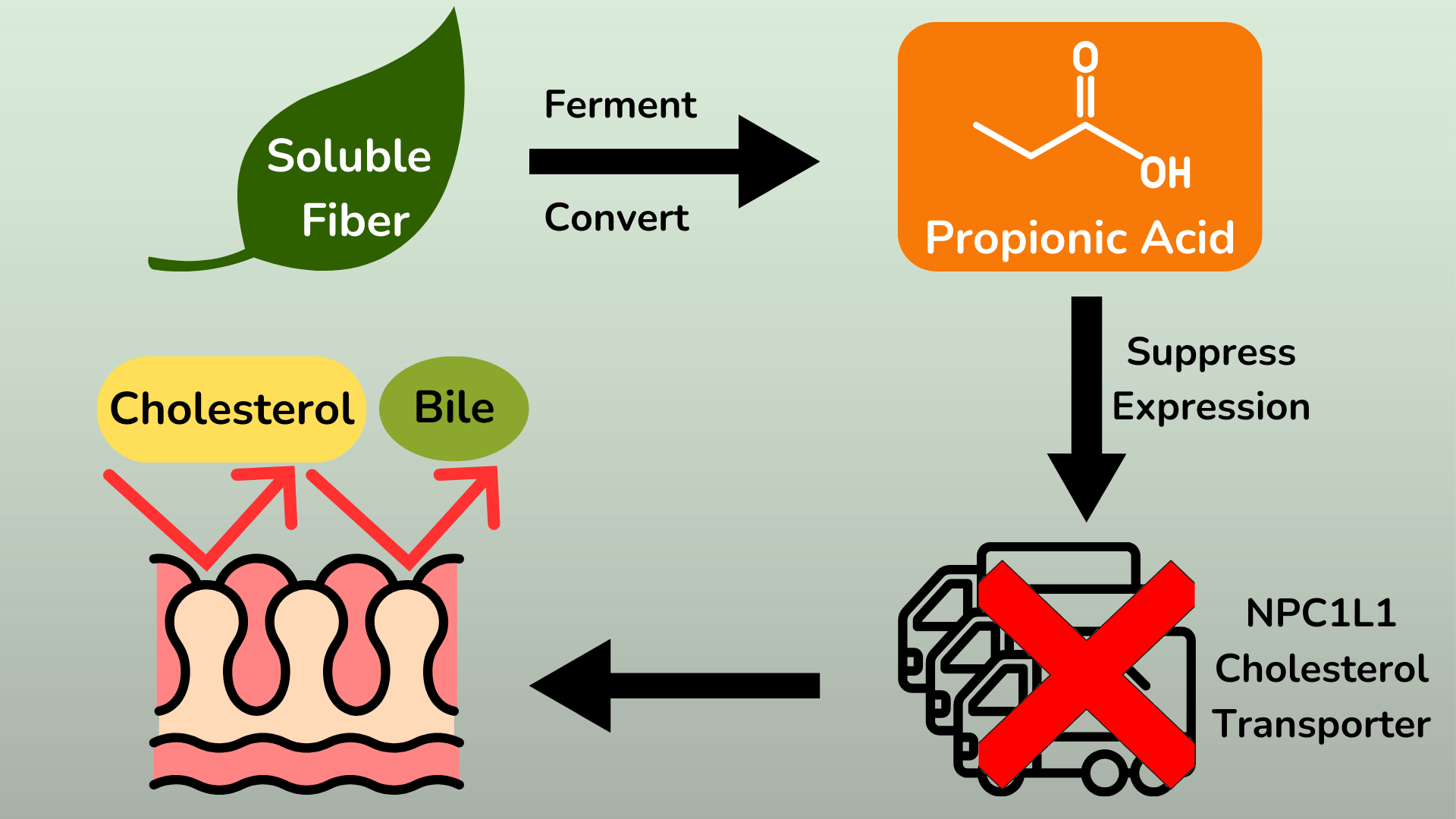 Fermentable soluble fiber can be converted to short-chain fatty acids in the gut. One such fatty acid, propionic acid, can suppress the expression of the cholesterol transporter NPC1L1, thereby reducing the absorption of bile acids and cholesterol.