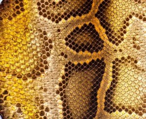 Python Leather