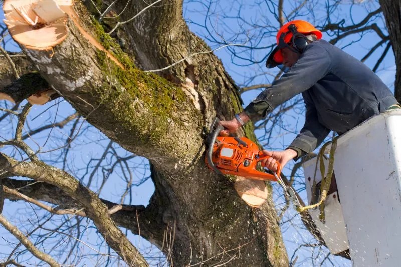 Benefits of Swift Tree Removal Services for a Healthier Landscape