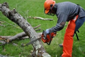 Benefits of swift tree removal services