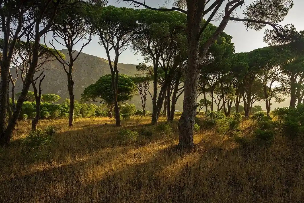 Exploring Biodiversity Conservation Methods in Business Sustainability