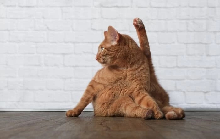 Differentiating Between Worms and Scooting in Your Cat