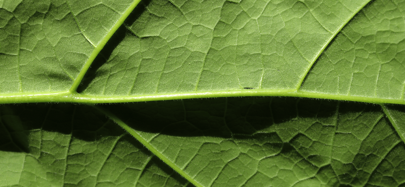 Digging in: Dissecting The Components of Diet As They Pertain to Longevity