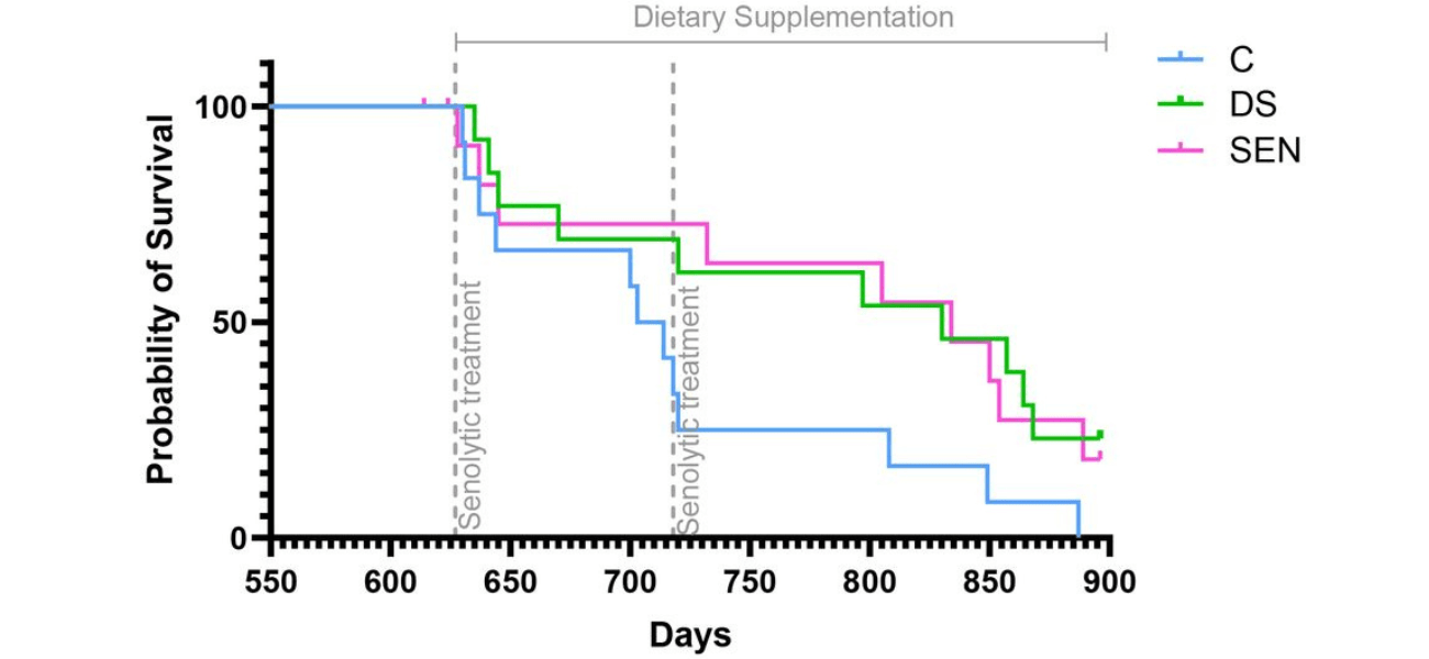 movic - ALIVE　Growth Study: NOVOS Core Extends Lifespan in Aged Mice
