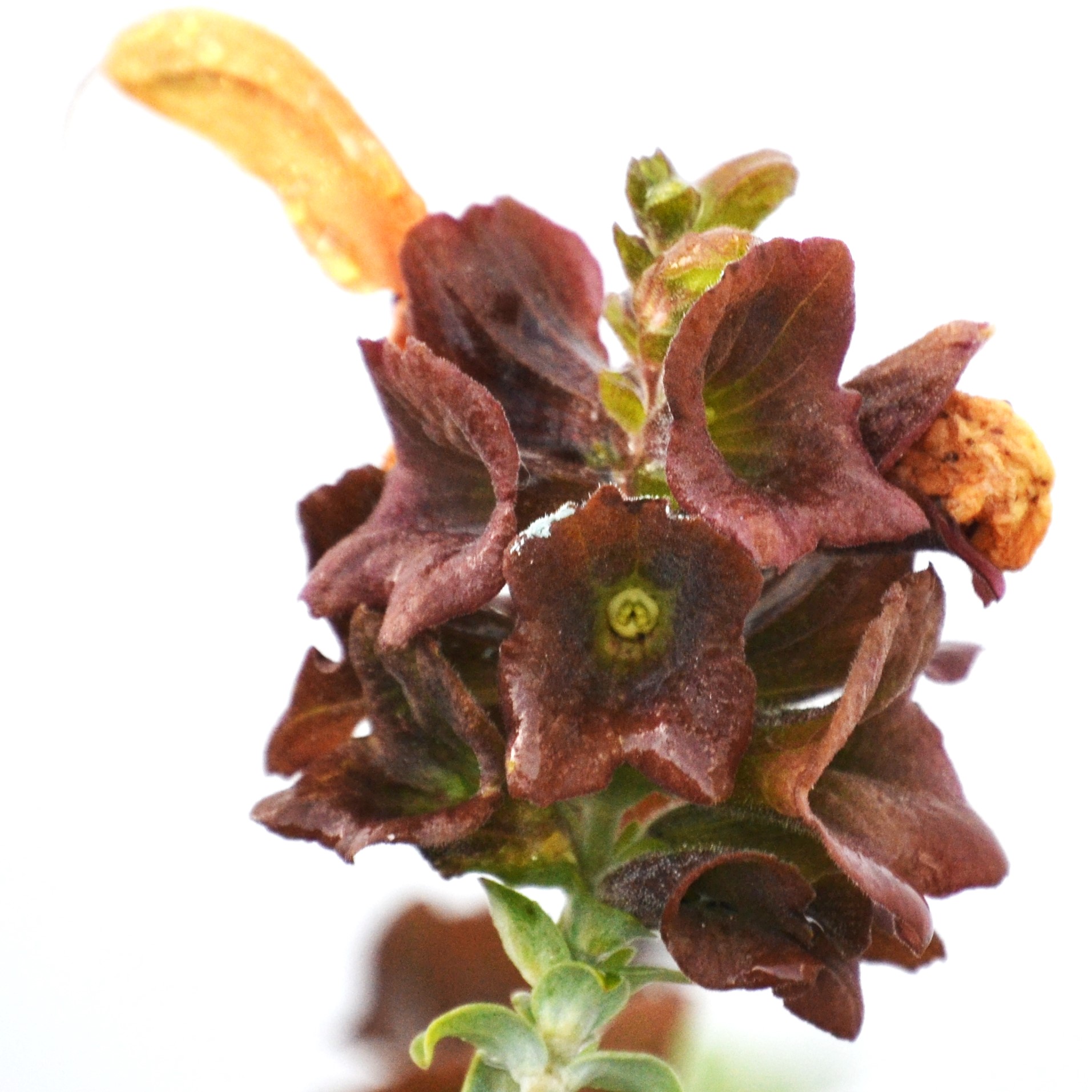 Salvia africana-lutea