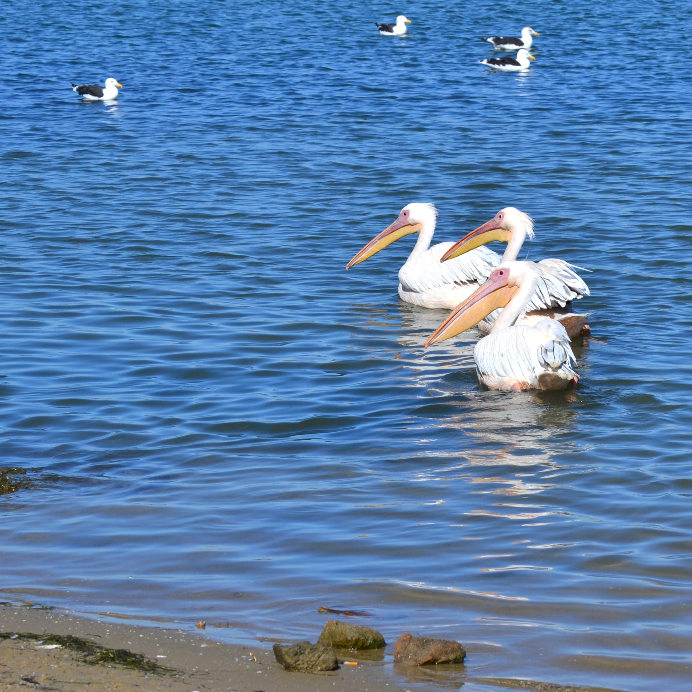 Seven Birds at the Berg River