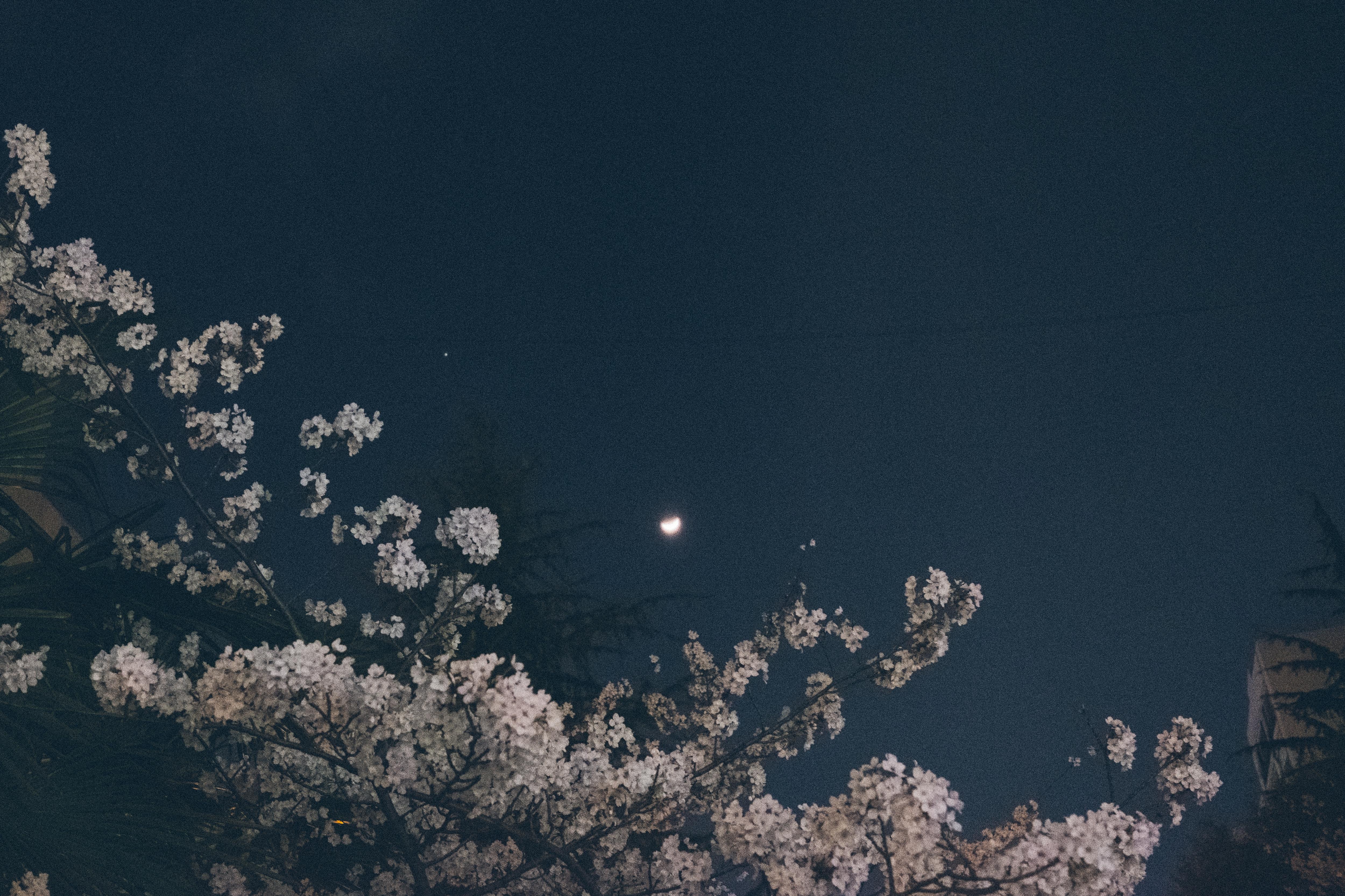 洋書 ILLUMINATE NATURALLY IN DARKNESS 洋書 ILLUMINATE NATURALLY IN DARKNESS Project Source
