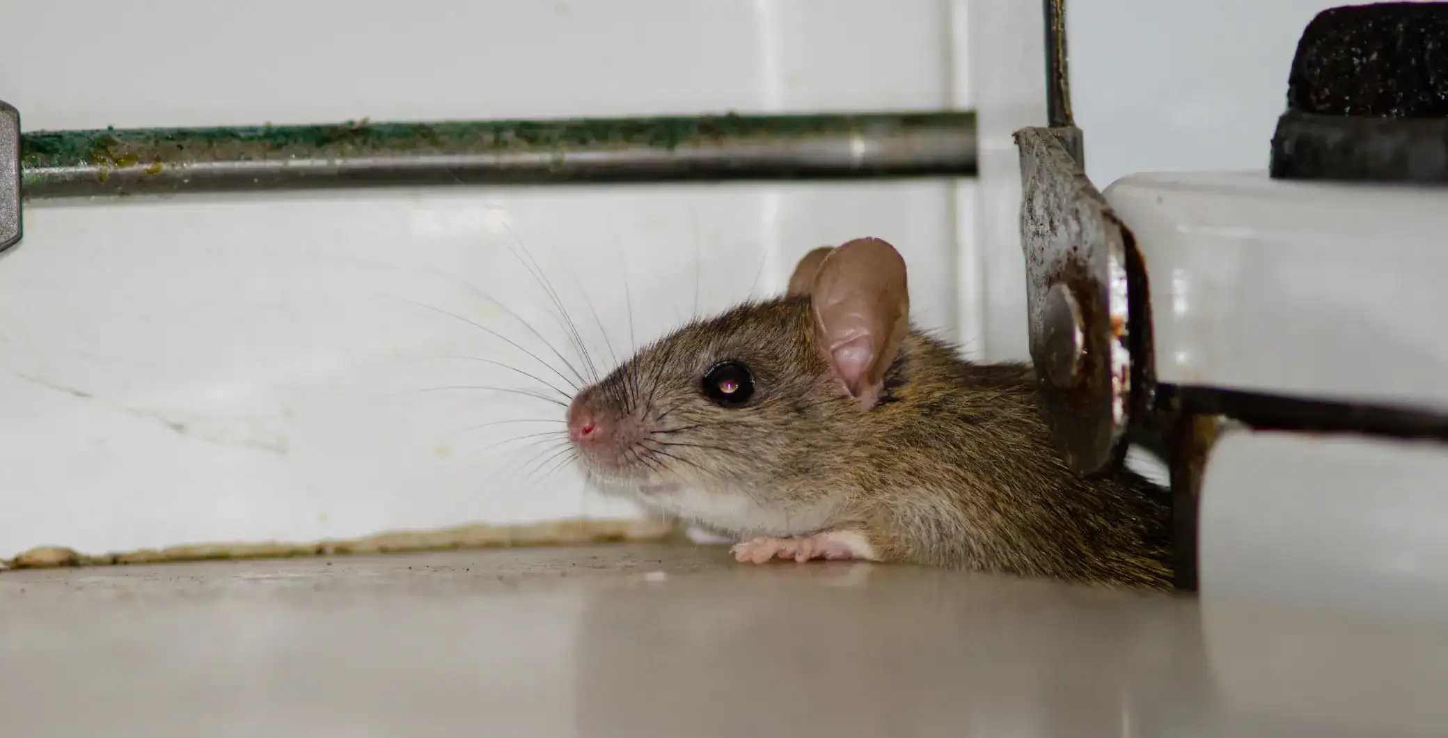 Toronto Named Canada's Rattiest City for the 4th Year: How to Prevent Infestations (2026)