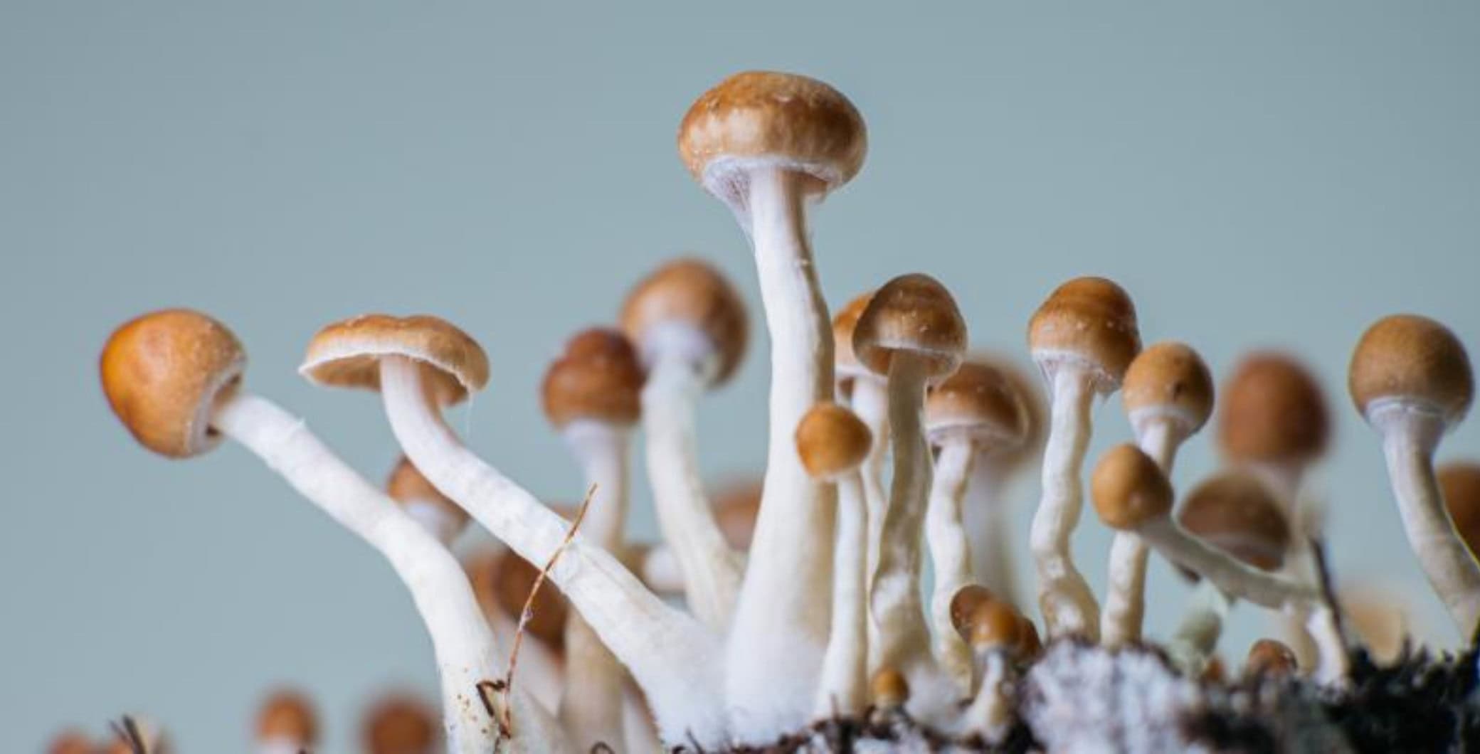 Magic Mushrooms for Parkinson's Depression? Toronto's UHN Trials Psilocybin (2026)